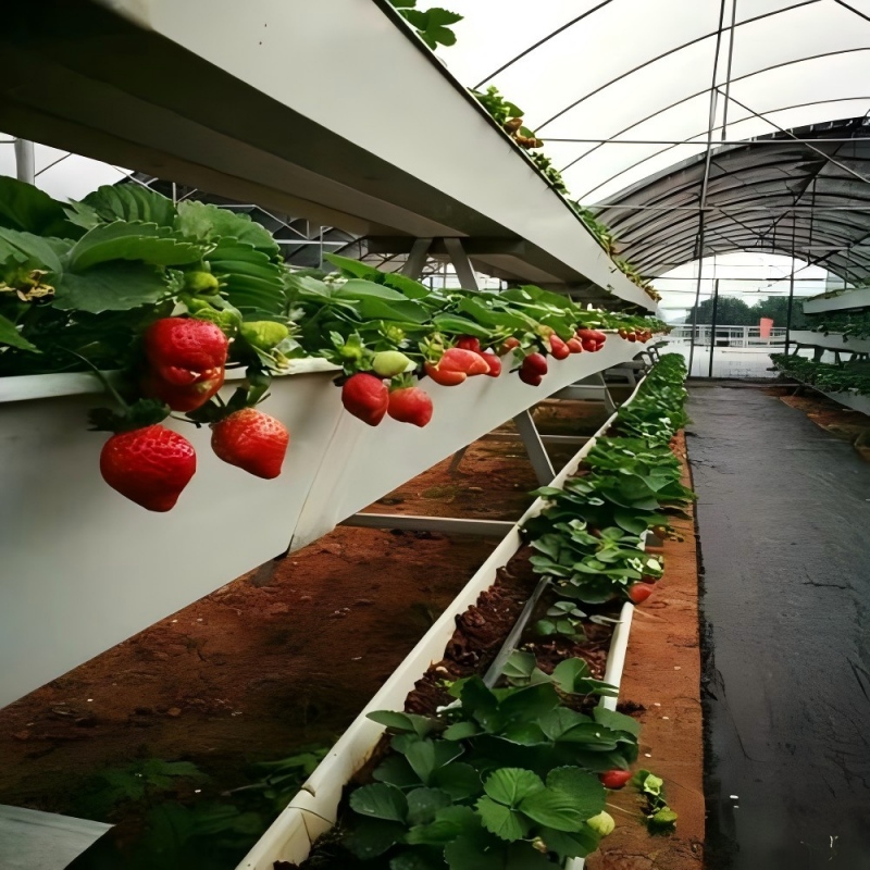 Double Row Strawberry Gutter for Commercial Farming